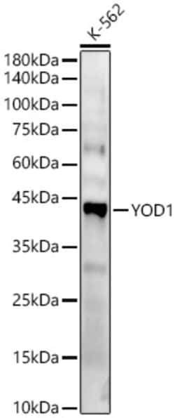 Invitrogen YOD1 Polyclonal Antibody 100 &mu;L; Unconjugated:Antibodies,