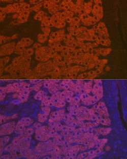 Invitrogen Complement C3 Polyclonal Antibody 100 &mu;L; Unconjugated:Antibodies,