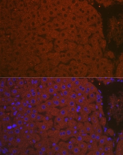 Invitrogen Complement C3 Polyclonal Antibody 100 &mu;L; Unconjugated:Antibodies,