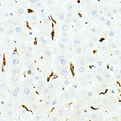 Invitrogen CD68 Polyclonal Antibody 100 &mu;L; Unconjugated:Antibodies,