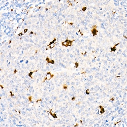 Invitrogen CD68 Polyclonal Antibody 100 &mu;L; Unconjugated:Antibodies,