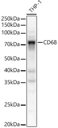 Invitrogen CD68 Polyclonal Antibody 100 &mu;L; Unconjugated:Antibodies,