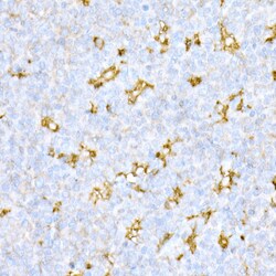 Invitrogen Cathepsin D Polyclonal Antibody 100 &mu;L; Unconjugated:Antibodies,