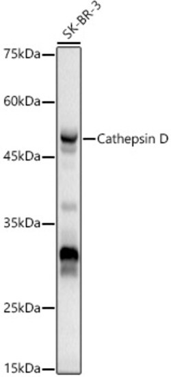 Invitrogen Cathepsin D Polyclonal Antibody 100 &mu;L; Unconjugated:Antibodies,
