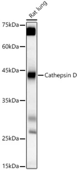 Invitrogen Cathepsin D Polyclonal Antibody 100 &mu;L; Unconjugated:Antibodies,