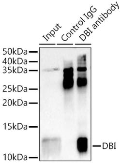 Invitrogen DBI Polyclonal Antibody 100 &mu;L; Unconjugated:Antibodies,