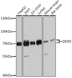 Invitrogen DDX5 Polyclonal Antibody 100 &mu;L; Unconjugated:Antibodies