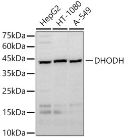 Invitrogen DHODH Polyclonal Antibody 100 &mu;L; Unconjugated:Antibodies,