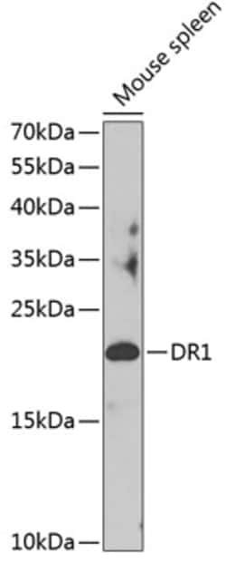 Invitrogen DR1 Polyclonal Antibody 100 &mu;L; Unconjugated:Antibodies,