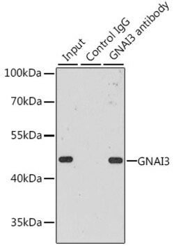 Invitrogen GNAI3 Polyclonal Antibody 100 &mu;L; Unconjugated:Antibodies,