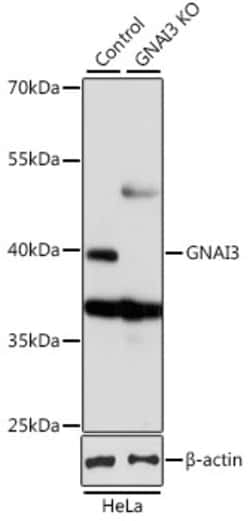 Invitrogen GNAI3 Polyclonal Antibody 100 &mu;L; Unconjugated:Antibodies,