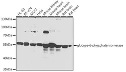Invitrogen GPI Polyclonal Antibody 100 &mu;L; Unconjugated:Antibodies,