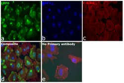 Invitrogen LRP6 Polyclonal Antibody 100 &mu;L; Unconjugated:Antibodies,