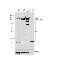 Invitrogen LRP6 Polyclonal Antibody 100 &mu;L; Unconjugated:Antibodies,