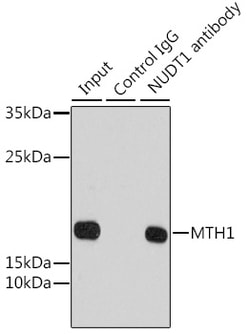 Invitrogen MTH1 Polyclonal Antibody 100 &mu;L; Unconjugated:Antibodies,