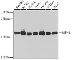 Invitrogen MTH1 Polyclonal Antibody 100 &mu;L; Unconjugated:Antibodies,