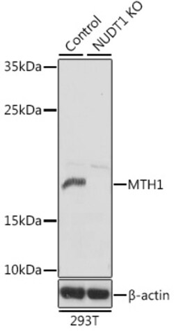 Invitrogen MTH1 Polyclonal Antibody 100 &mu;L; Unconjugated:Antibodies,