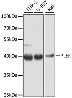 Invitrogen Pleckstrin Polyclonal Antibody 100 &mu;L; Unconjugated:Antibodies,