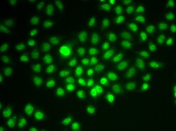 Invitrogen BAF57 Polyclonal Antibody 100 &mu;L; Unconjugated:Antibodies,