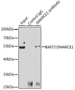 Invitrogen BAF57 Polyclonal Antibody 100 &mu;L; Unconjugated:Antibodies,