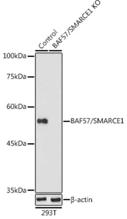 Invitrogen BAF57 Polyclonal Antibody 100 &mu;L; Unconjugated:Antibodies,