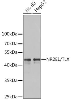 Invitrogen TLX Polyclonal Antibody 100 &mu;L; Unconjugated:Antibodies,