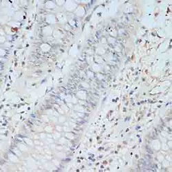 Invitrogen TCEB2 Polyclonal Antibody 100 &mu;L; Unconjugated:Antibodies,