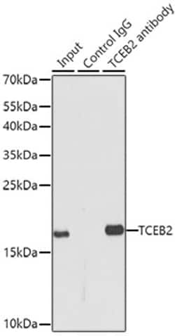 Invitrogen TCEB2 Polyclonal Antibody 100 &mu;L; Unconjugated:Antibodies,