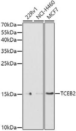 Invitrogen TCEB2 Polyclonal Antibody 100 &mu;L; Unconjugated:Antibodies,
