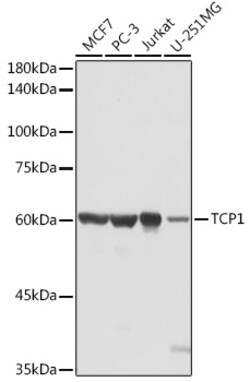 Invitrogen TCP1 Polyclonal Antibody 100 &mu;L | Buy Online | Invitrogen&trade; | Fisher Scientific