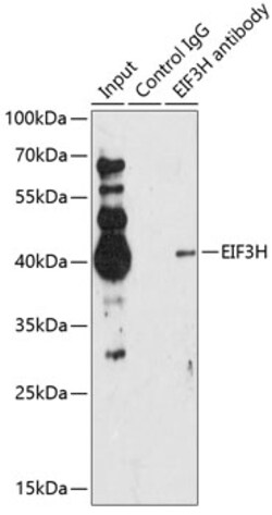 Invitrogen eIF3h Polyclonal Antibody 100 &mu;L | Buy Online | Invitrogen&trade; | Fisher Scientific