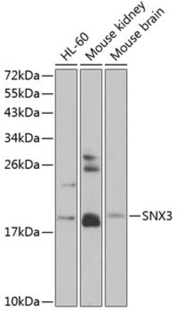 SNX3 Polyclonal Antibody, Invitrogen 100 &mu;L; Unconjugated:Antibodies,