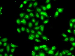 Invitrogen PIAS3 Polyclonal Antibody 100 &mu;L; Unconjugated:Antibodies,