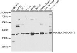 Invitrogen JAB1 Polyclonal Antibody 100 &mu;L | Buy Online | Invitrogen&trade; | Fisher Scientific