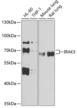 Invitrogen IRAK-M Polyclonal Antibody 100 &mu;L; Unconjugated:Antibodies,