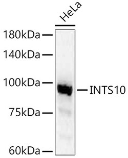 Invitrogen INTS10 Polyclonal Antibody 100 &mu;L; Unconjugated:Antibodies,