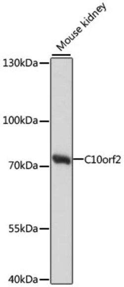 Invitrogen PEO1 Polyclonal Antibody 100 &mu;L; Unconjugated:Antibodies,