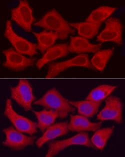 Invitrogen ADH5 Polyclonal Antibody 100 &mu;L; Unconjugated:Antibodies,