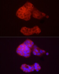 Invitrogen ADH5 Polyclonal Antibody 100 &mu;L; Unconjugated:Antibodies,