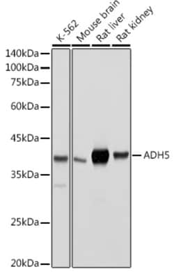 Invitrogen ADH5 Polyclonal Antibody 100 &mu;L; Unconjugated:Antibodies,