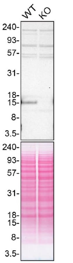 Invitrogen Angiogenin Polyclonal Antibody 100 &mu;L; Unconjugated:Antibodies,