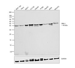 Invitrogen BMI-1 Polyclonal Antibody 100 &mu;L; Unconjugated:Antibodies,