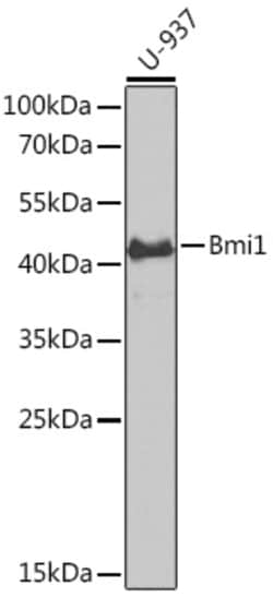 Invitrogen BMI-1 Polyclonal Antibody 100 &mu;L; Unconjugated:Antibodies,