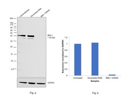 Invitrogen BMI-1 Polyclonal Antibody 100 &mu;L; Unconjugated:Antibodies,