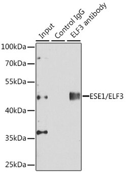 Invitrogen ELF3 Polyclonal Antibody 100 &mu;L; Unconjugated:Antibodies,