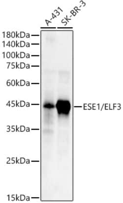 Invitrogen ELF3 Polyclonal Antibody 100 &mu;L; Unconjugated:Antibodies,
