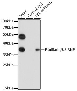 Invitrogen Fibrillarin Polyclonal Antibody 100 μL; Unconjugated:Antibodies,