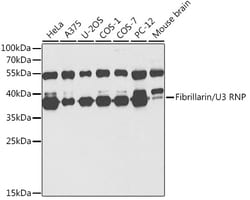 Invitrogen Fibrillarin Polyclonal Antibody 100 μL; Unconjugated:Antibodies,