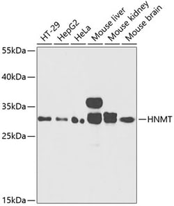 Invitrogen HNMT Polyclonal Antibody 100 &mu;L; Unconjugated:Antibodies,