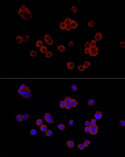 Invitrogen Lysozyme Polyclonal Antibody 100 &mu;L; Unconjugated:Antibodies,